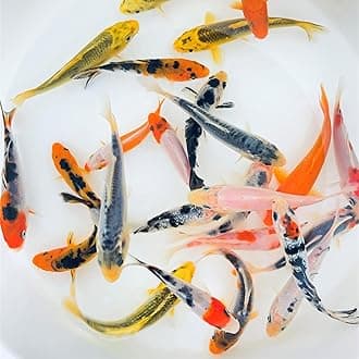 Toledo Goldfish Standard Fin Koi, Variety of Colors and Patterns - Beautiful Live Fish Perfect for Ponds, Tanks, and Aquariums - 3-4 Inches, 20 Count